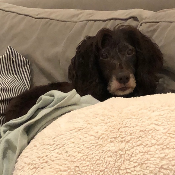 Meet your Posher, Dorothy - Picture 1 of 1